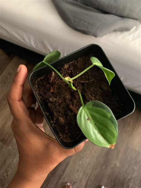 I got tropical potting mix and potted my heart leaf from water to soil ...