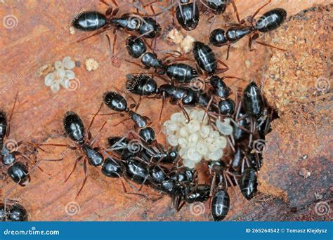 Black Ants (Camponotus) and Larvae. Stock Photo - Image of camponotus ...