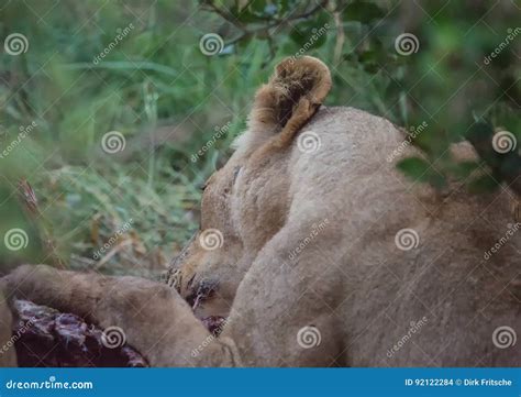 Afrion Lions Eating a Zebra at the Hlane Royal National Park, Stock ...