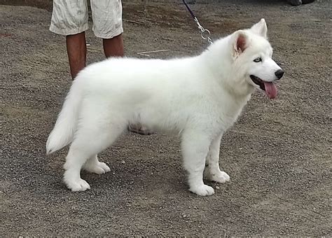 How Much Is A All White Husky