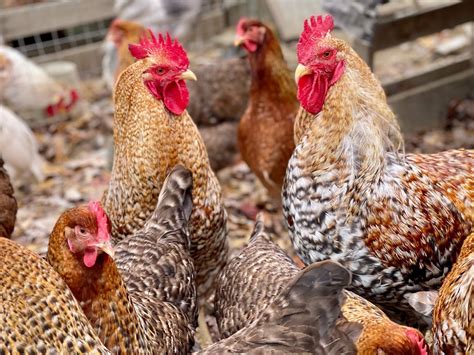 Serama Chicks for Sale | Mini Bantams & Teacup Chickens | Sugar Feather Farm | Sugar Feather Farm