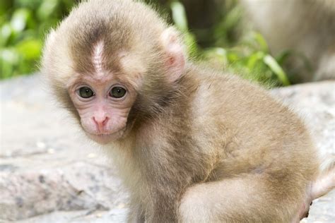 Baby Monkeys - Such a Cute Animal - Impressive Nature