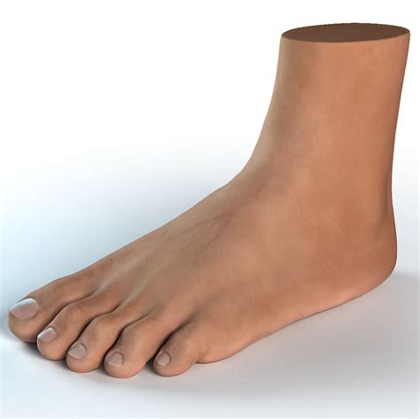 Human Foot 3d Model