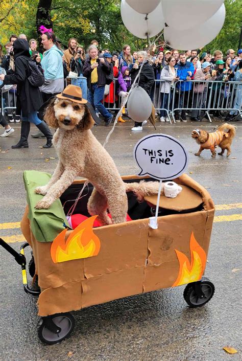 See Cute Dogs in Costume at the 33rd N.Y.C. Halloween Dog Parade