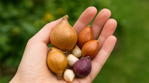 Gardening Jobs For September - The Natural Gardener