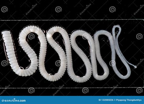Tapeworm is a Freshwater Fish Parasite Under the Microscope for ...