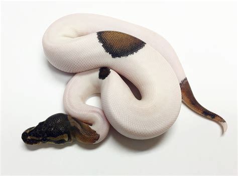 Piebald Ball Python