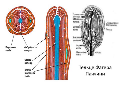 Физиология Сенсорных Систем - презентация онлайн