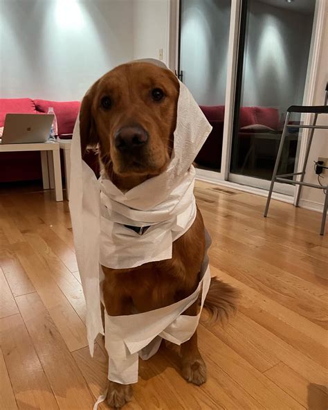 27 Fun Halloween Costumes for Golden Retrievers 2024 Ideas