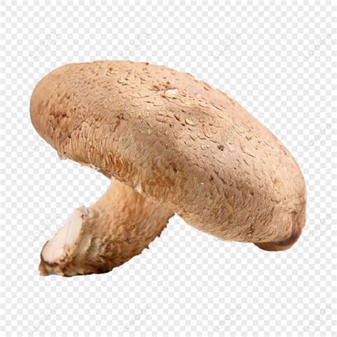 Shiitake Mushroom Edible Bacteria Mushroom Fungus Shiitake Mushrooms ...