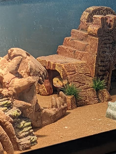 Chuckles Im In Danger