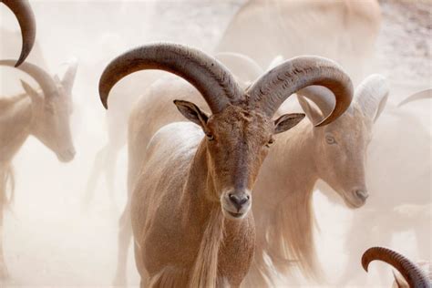 History of Aoudad Sheep in Texas » Outdoors International