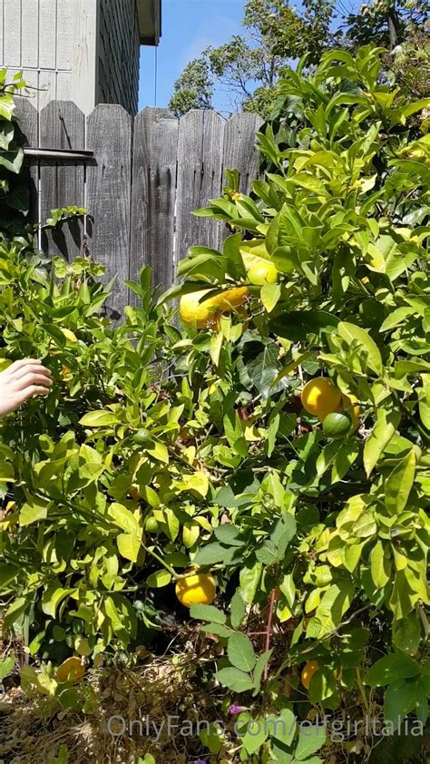 Elfgirltalia 2022 07 15 2503937873 A Reminder Of Past Dorkiness Lemon ...