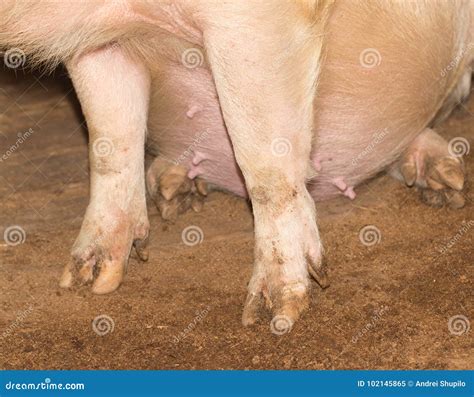 Pigs Hooves