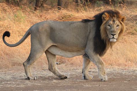10 Things You Need To Know About Asiatic Lions | Nature inFocus
