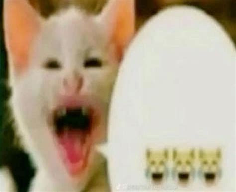 Pin by بينه on Funny jokes | Cat memes, Silly cats, Silly cats pictures