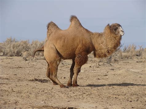 30 Animals in The Gobi Desert (with Pictures)