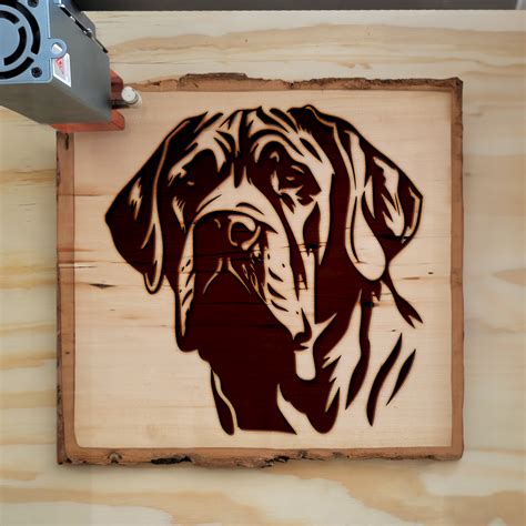 Wrinkled Faced Mastiff – Creative Meadow