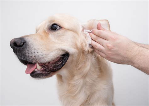 Homemade Ear Cleaner for Dogs - Whole Dog Journal