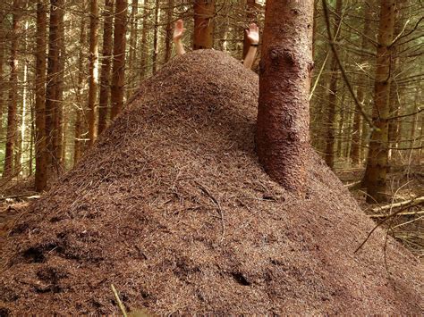 Giant Ant Colony
