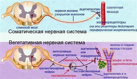 Соматическая нервная система: структура, функции, сравнение с ...