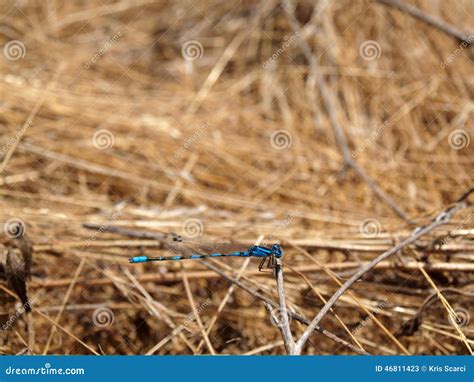 Blue Dragonfly stock image. Image of dragonfly, ironmountain - 46811423