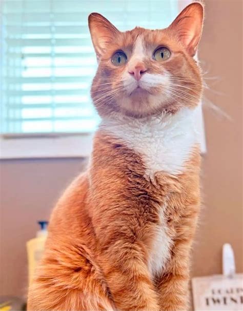 Seamus | Rochester Veterinary Hospital