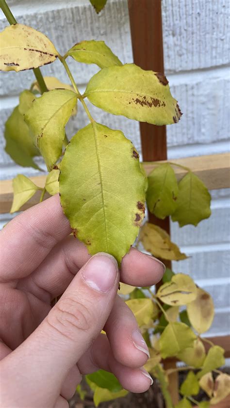 Why Is My Climbing Rose Turning Yellow at Joannie Adams blog