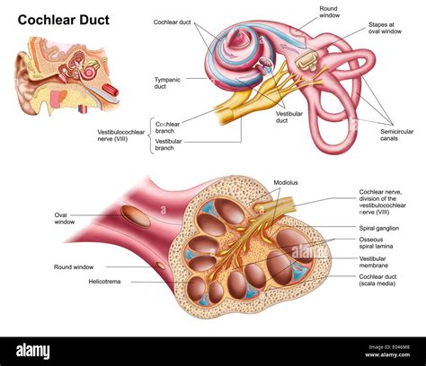 Anatomie des Cochlea-Kanals in das menschliche Ohr Stockfoto, Bild ...