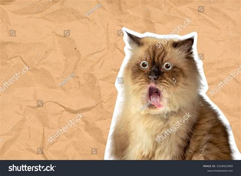 Surprised Face Meme Cat