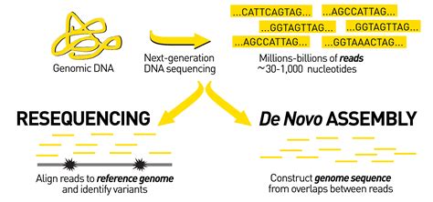 Sequencing from scratch: reference genomes and de novo sequence ...