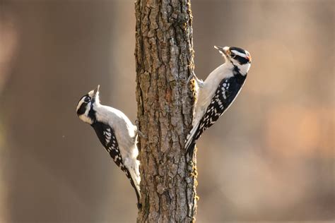 Why Cardinals Rule - Scenic Hudson