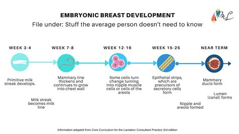Oh! The places you can Grow! Accessory Breast Tissue — Mattos Lactation
