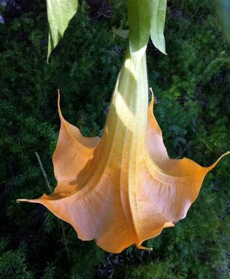 What Is Angel Trumpet at Craig Alston blog