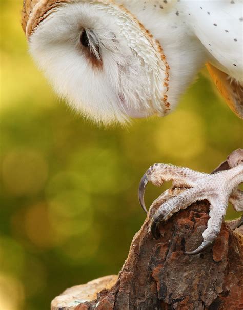 Great Horned Owl Talons