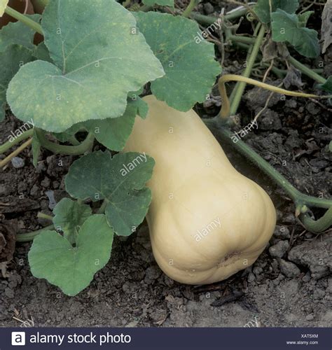 Butternut Squash Plant High Resolution Stock Photography and Images - Alamy