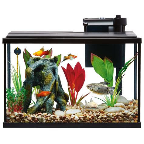 Betta Fish Tank Setup - Jacob's Reptile Info