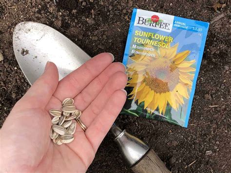 Planting Sunflower Seeds