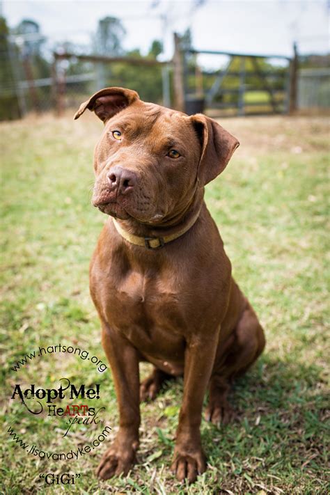 Red Nose American Pitbull Terrier Lab Mix
