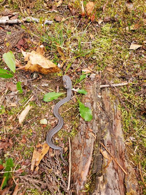 Brown snake? [Charlotte, NC] : r/whatsthissnake
