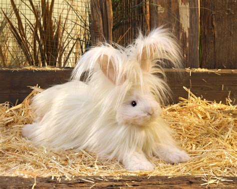 Baby Angora Rabbit