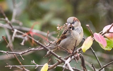 Commonly Misidentified Species: Cold Weather Sparrows - Maine Audubon