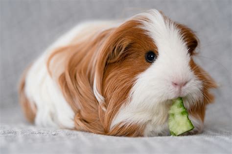 Cute Low Maintenance Pets Pets Easy Online To Maintain