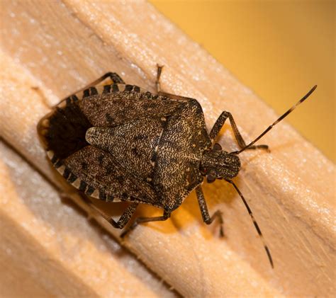 Where Did Stink Bugs Come From? - Dodson Pest Control