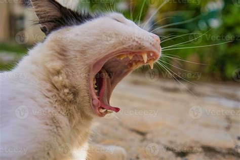 Cat Side Profile Yawning