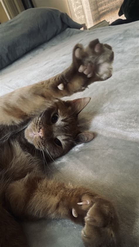 Mia Rose ♛ on Twitter: "I like to call him “lil butter” https://t.co/V8C1sT0Bcd" / Twitter