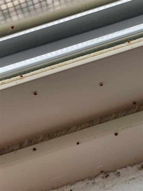 Are these clover mites? : r/whatisthisbug