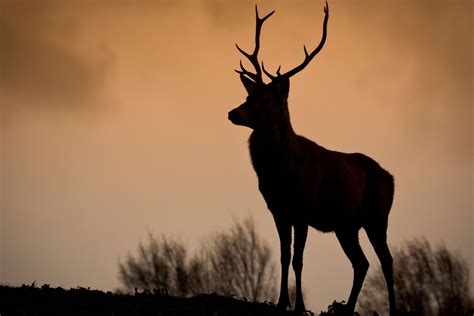 Exploring the Health Benefits of Deer Antler Velvet Shedding