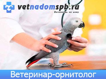 Орнитолог выезд на дом - низкие цены | Спб