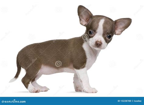 Chocolate Brown And White Chihuahua